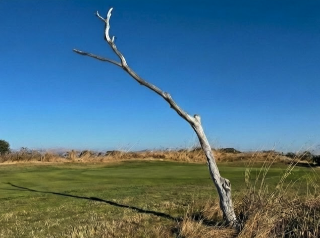Fairway with golden rough and a weathered tree against open sky.